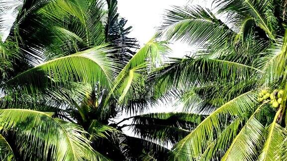 热带棕榈叶在风中飘扬
