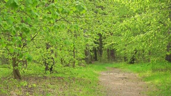 美丽的绿色树林在阳光明媚的日子春天或夏天的风景高质量的全高清镜头