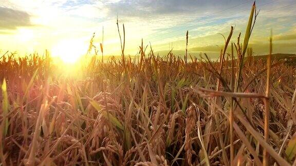 收获成熟的小麦水稻黑麦在一个农场对抗simset