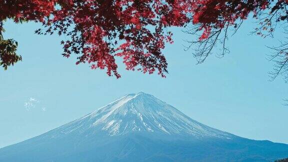 从日本川口町湖眺望富士山的红枫