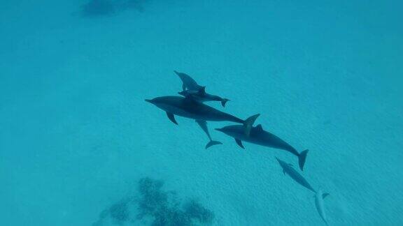 海豚家族带着海豚宝宝在沙底游泳飞旋海豚水下拍摄俯视图红海萨塔亚礁(海豚屋)马萨阿拉姆埃及非洲