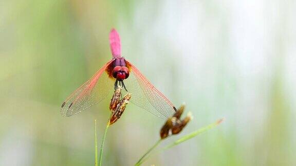 红蜻蜓在草地上休息
