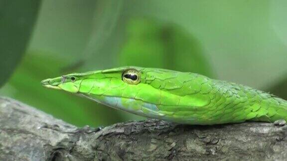 绿色的葡萄树蛇