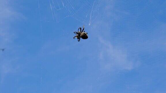 一只黑蜘蛛在大黄蜂周围织网