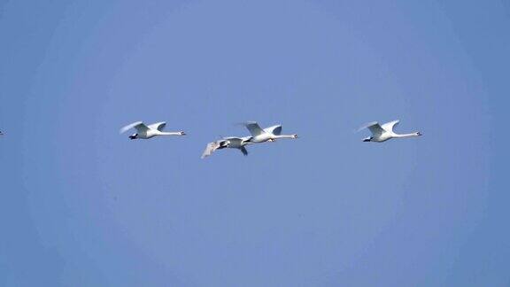在一个阳光明媚的春天早晨一群野生白天鹅在一个大湖上空飞翔