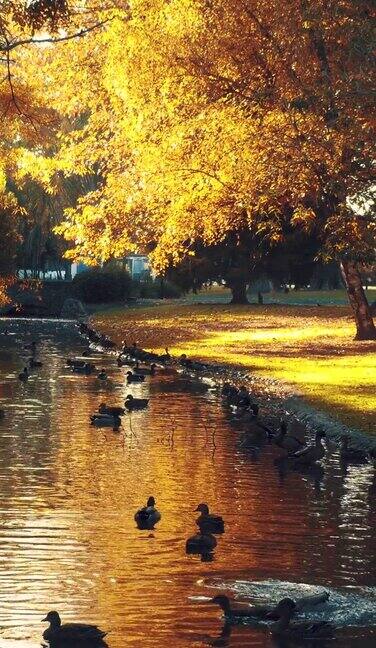 美丽的公园里有一个池塘和一座满是鸭子浮在水面上的桥垂直视频