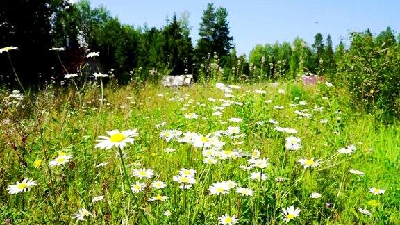美丽的白色雏菊花在夏天的田野