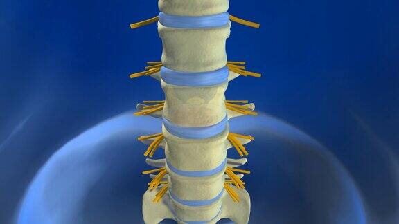 脊柱解剖与椎间盘