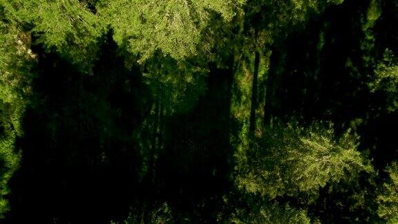 高清:空中拍摄的绿色森林