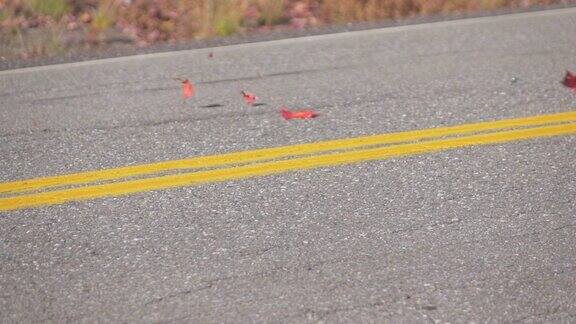 慢镜头特写:红色的秋叶在一辆汽车后面旋转