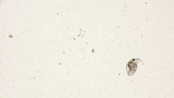 博斯米纳水蚤在显微镜下