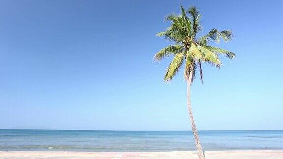 沙滩上有一棵椰子树