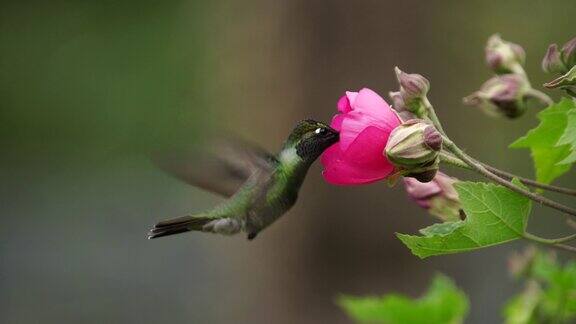 一只蜂鸟喂食花