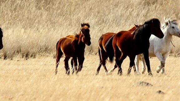 一群马在秋天的大草原上奔跑