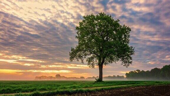 日出时被晨雾包围的孤独树的时间变化