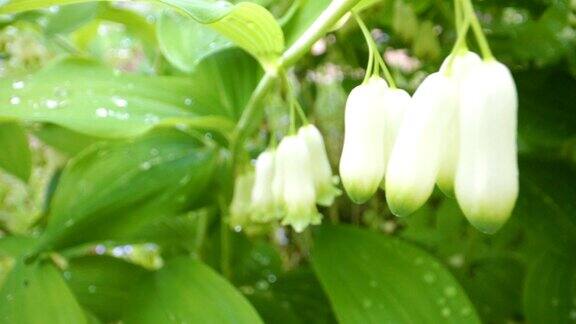 悬挂的白铃花是这种植物的花朵