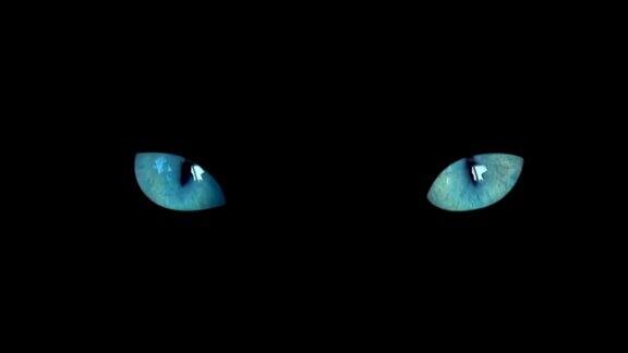近距离观察两只蓝色的猫眼睛在黑色背景下看着相机黑暗的万圣节蓝色猫眼睛孤立的背景