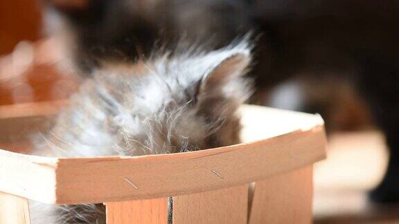 小猫在盒子里玩