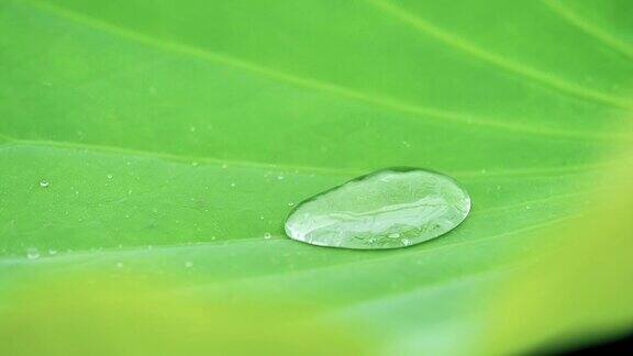 近距离的雨滴落在大自然鲜绿的荷叶上雨滴在热带疏水表面的叶子上跳舞滚动细小的雨滴汇聚成大的水滴超慢的动作镜头
