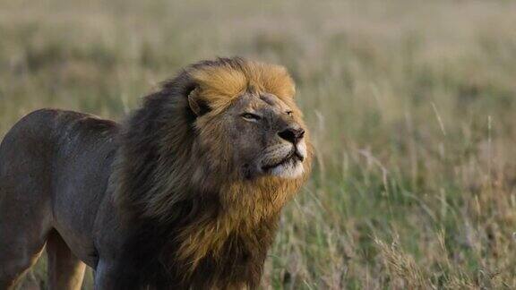 非洲大草原上壮丽的雄狮缓缓走向镜头
