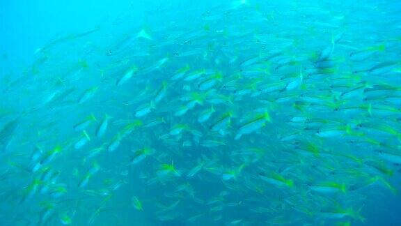 泰国昌岛沉船上的鱼群