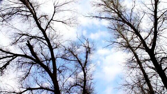 云在森林中树木的背景上移动间隔拍摄