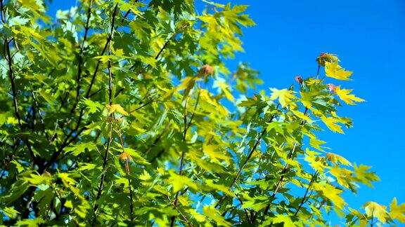 绿枫树-春色景观-高清