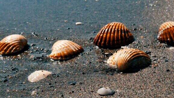 沙滩上的贝壳浪花溅在贝壳上热带海滩上美丽的贝壳旅游