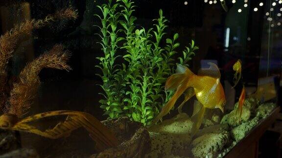 鱼缸里的金鱼鱼在绿藻和石头之间游动