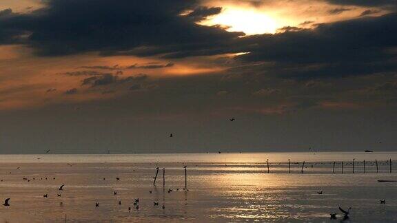 夕阳下的天空中有4k只海鸥