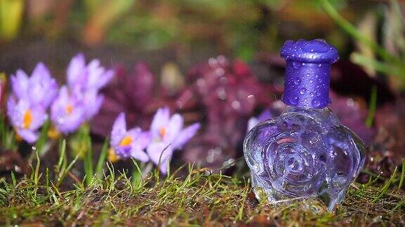 玻璃香水瓶春天藏红花
