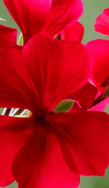 红色的天竺葵花