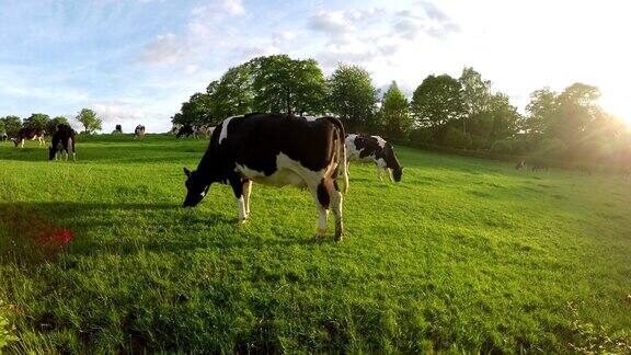 比利时乡村田野上的牛