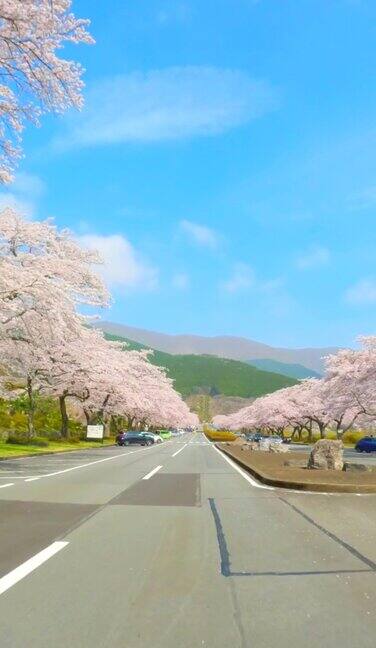 沿着樱花盛开的道路行驶