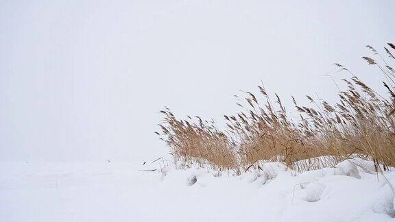 草在冬天的风中摇曳