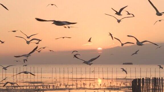 日落时分一群海鸥在港口附近飞来飞去大橙色的太阳温暖的感觉在邦浦泰国缓慢的运动轮廓