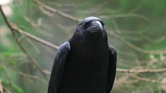 长着大喙寻找猎物的黑乌鸦野生动物在自然栖息地