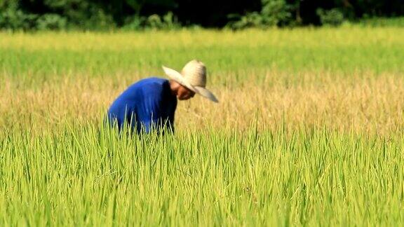 农民在田里收割稻子