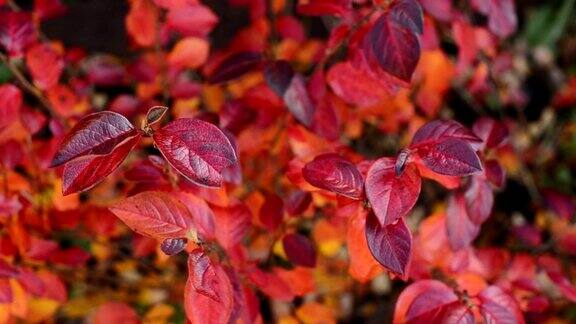 树枝上有秋天的红色和橙色的光泽