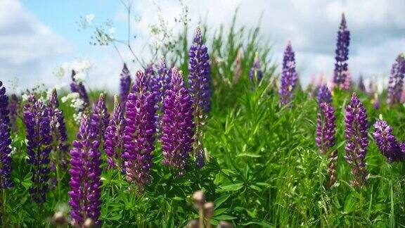 特写紫色的羽扇花在天空的映衬下风景羽扇豆属豆科开花植物草地上的花朵在一阵风中摇曳实时镜头