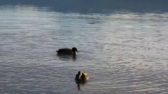 两只野鸭在游泳