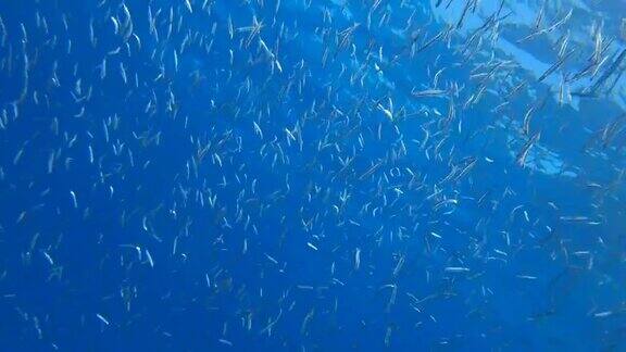 在早晨的阳光下大量的小鱼在蓝色的水面下游动银条纹的圆形鲱鱼细长的小鲱鱼或基比那戈米诺鱼慢动作