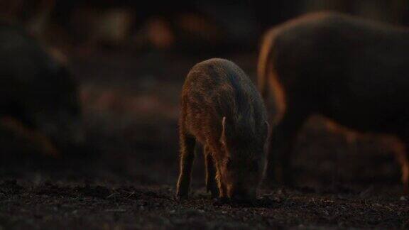小野猪的特写Susscrofa平静的小猪在黑暗的树林中寻找食物野生动物宁静的长毛动物的景象杂食性哺乳动物嗅觉灵敏嗅觉灵敏
