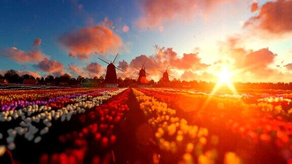 传统的荷兰风车和生机勃勃的郁金香在日落的前景平移