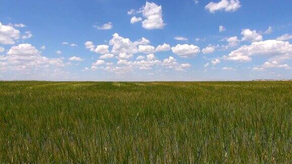 绿色的田野蔚蓝的天空