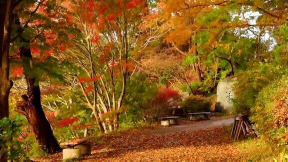 枫树公园秋景刮风日