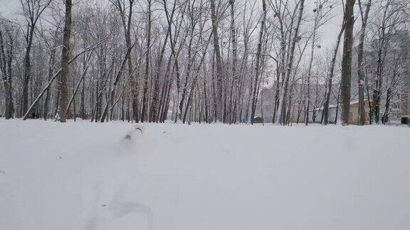 快乐的女孩带着狗在公园里奔跑温特下雪慢动作镜头