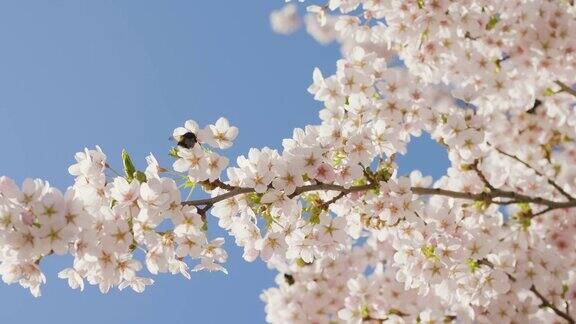 樱花树上的大黄蜂