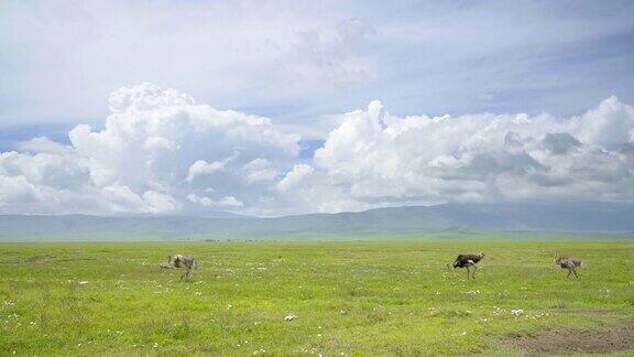 阳光明媚的一天4K东非鸵鸟在宽阔的绿色牧场上漫步吃草