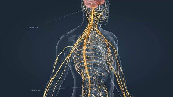 神经系统是一个复杂的神经网络
